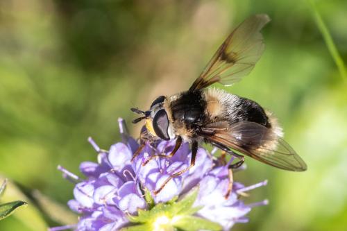 Réf. 310 868 : Eriozona syrphoides